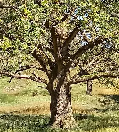 't Vosje * Ermelo