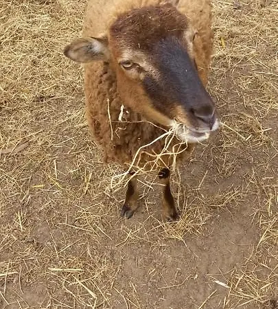 't Vosje * Ermelo